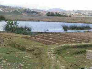 Parcelles labourees et etang.